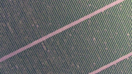 Wall Mural - Aerial view on extensive vineyards, 4k
