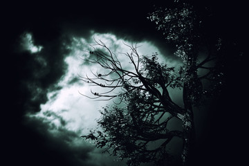 Wall Mural - Spooky Tree Dark Night ./Halloween background.