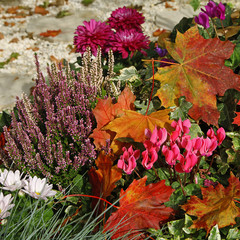 Wall Mural - Massif de fleurs automnales