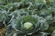 Fresh cabbage harvest