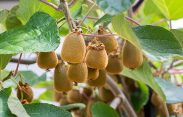 Fresh kiwi growing on a tree