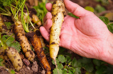 Hands holding freshly harvested organic carrots, healthy lifestyle concept