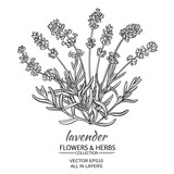 lavender vector illustration