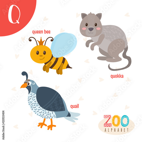 Animals That Start With Q / Animals That Start With The Letter Q Names