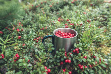 Picking Red Cranberries In Metal Cup In Forest