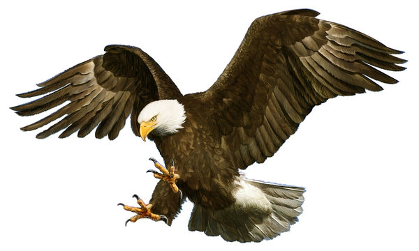 bald eagle swoop attack hand draw and paint on white background vector illustration.