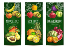 Organic Fresh Juicy Fruits Sketch Poster