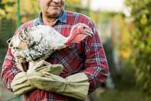 Man Holding A Gobbler. Breeding Poultry, Animal Nurser. Farmer Man, Turkey Farm.