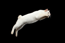 Super Jump Of Blue Eyed Female Cat Of Breed Mekong Bobtail, Isolated Black Background, Color-point Beige Fur, Side View On Tail