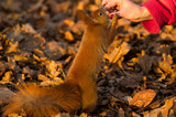 Fototapeta Zwierzęta - Wiewiórka karmiona orzechami