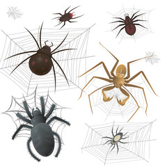 Wall Mural - Set of spiderweb with spiders. Vector Illustration