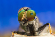 Robberfly, Asilidae (Insecta: Diptera: Asilidae)