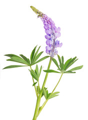 Wall Mural - light violet lupine flower isolated on white