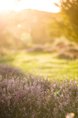 Wall Mural - Heathers blooming in autumn foggy morning