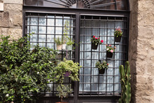 Flower Pot In A Window With Bars