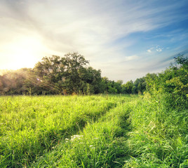 Wall Mural - dirt road in grass