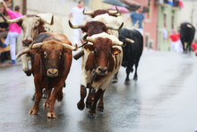 Bulls And People Are Running In Street