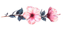 Hand-drawn Watercolor Floral Illustration Of The Tender White With Pink Hibiscus Flowers. Natural Drawing Isolated On The White Background. Romantic Tropical Blossom.