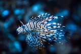 Fototapeta Do akwarium - Red lionfish (Pterois Volitans) 