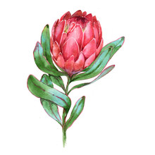 Hand-drawn Watercolor Illustration Of Red Protea Flower. Exotic Tropical And Colorful Blossom Of The Beautiful Flower. Isolated On The White Background.