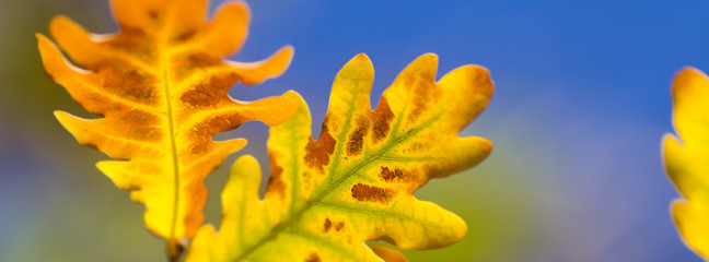 Wall Mural - leaves oak  fall  blurred