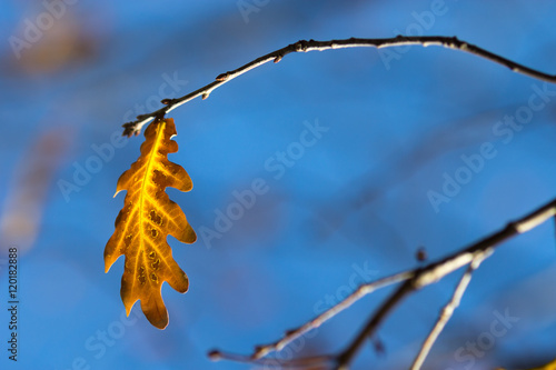 leaves oak  fall  blurred