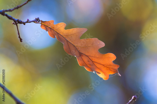 leaves oak  fall  blurred