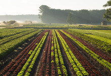 Vegetable And Lettuce Fields