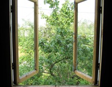 Garden View With The Apple Tree Through A Window During Summer