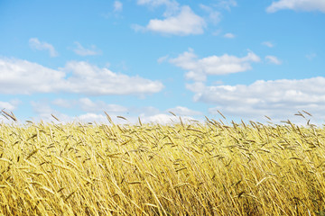 Poster - golden wheat field