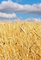 Poster - golden wheat field