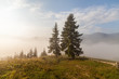 © Dmytro Kosmenko - Spider web on a meadow in the morning