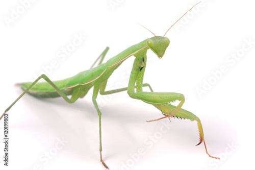 Fotografie, Obraz mantis isolated on white background close-up macro