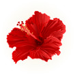 Red hibiscus simple tropical flower vector illustration