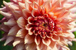 © Yuri Bizgaimer - beautiful pink dahlias