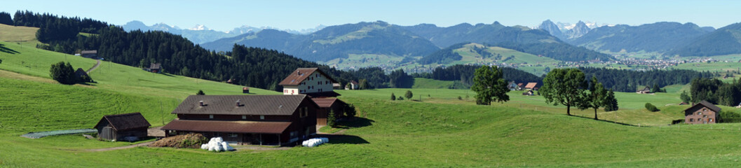 Wall Mural - Green grass on the pasture