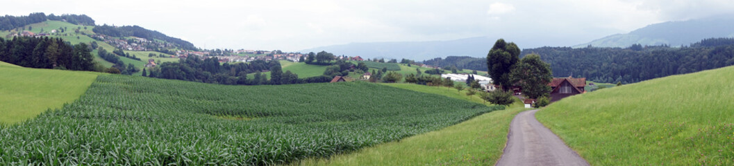 Wall Mural - Corn field and road