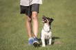 perfect footwork  with a small dog - jack russell terrier