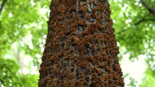 Pan Of Orange Polypore Shelf Fungi Growing On A Tree.
