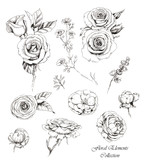 Fototapeta Dziecięca - Hand-drawn collection of line art floral elements. Roses and dog-roses flowers and buds, different twigs for decorative compositions. Sketches