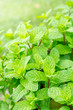 Green mint leaves background. Mint leaf green plants with aromat