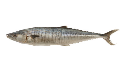 Wall Mural - Fresh king mackerel fish isolated on white background