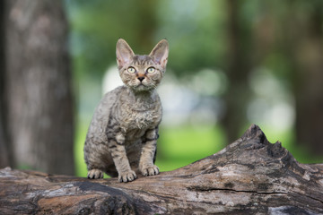 Wall Mural - tabby devon rex kitten outdoors