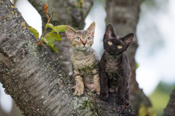 Wall Mural - two adorable devon rex kittens on a tree