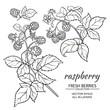 raspberry vector set