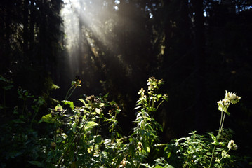 Beams of morning sunlight in a deep, dark forest