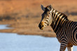 Portrait of a zebra in golden light at watering hole. Equus quagga