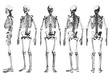 © Nagajadon - Human skeleton set. Vector illustration.