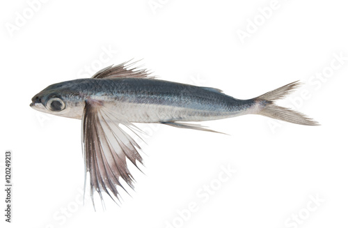Fotomural Tropical flying fish isolated