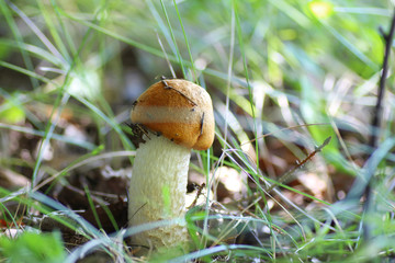 Wall Mural - mushroom edible red hat